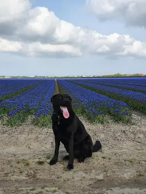 a black dog sitting in front of a field of flowers at Luxe vakantiehuis met omheinde tuin voor hond en kinderen in Dirkshorn