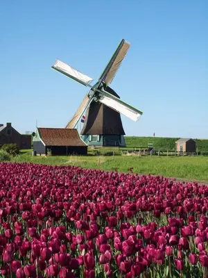 a field of pink tulips with a windmill in the background at Holidayhome Geuzenhoeve op de Munnickaij in Schellinkhout