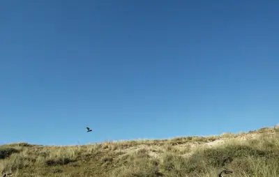 a bird flying over a grassy hill with a blue sky at Lovely Home In Egmond Aan Zee With Wifi in Egmond aan Zee