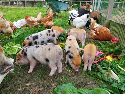 a group of pigs and chickens standing in the grass at De Boerenskuur..chalet.. in Assendelft