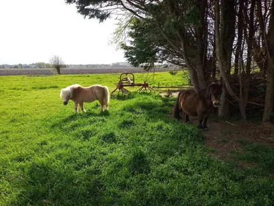 a couple of horses standing in a field at De Boerenskuur..chalet.. in Assendelft