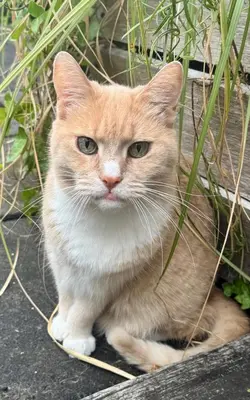 an orange and white cat sitting next to some grass at Elegant penthouse LOFT of 250 m2 in city centre with huge roofgarden 80 m2 in Amsterdam