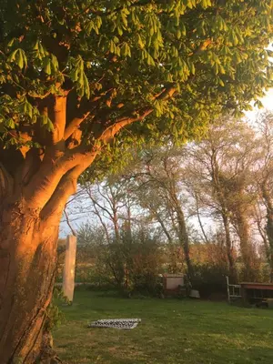 a close up of a tree in a field at Lowlander BnB in Heemskerk
