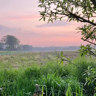 a field of grass with a tree in the background at Lowlander BnB in Heemskerk
