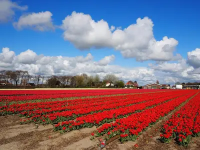 a field of red tulips in a field at Lowlander BnB in Heemskerk