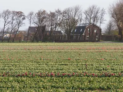 a field of flowers with a house in the background at Lowlander BnB in Heemskerk