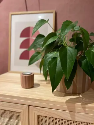 a potted plant sitting on top of a wooden cabinet at Overnachten bij de Haven in Lelystad