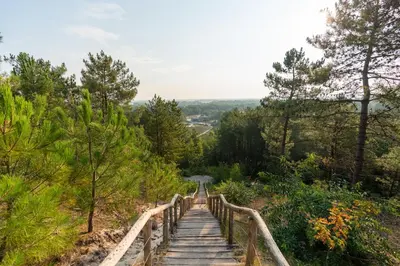a wooden bridge over a hill with trees at Park Heerehof in Schoorl