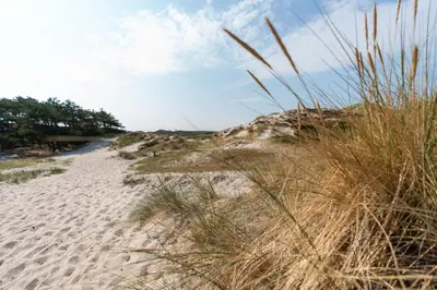 a sandy beach with tall grass on it at Park Heerehof in Schoorl
