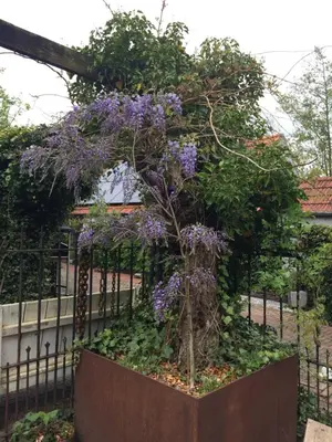 a tree with purple flowers in front of a fence at Vakantiewoning De Lotus in Hoevelaken