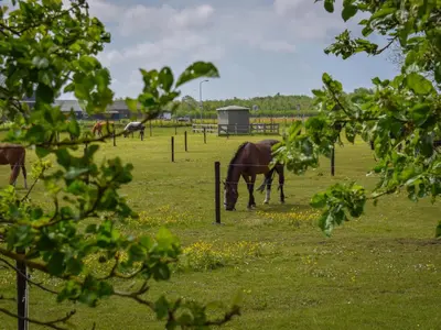 a horse grazing in a field of grass at De IJsvogel in Heiloo