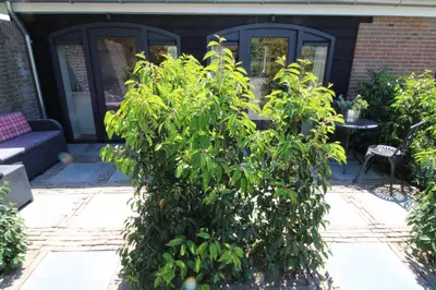 a large green bush in front of a building at Het Dijkje Utrecht in Utrecht