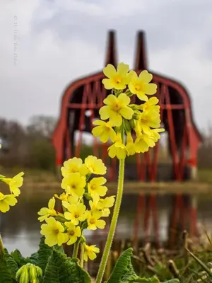a bunch of yellow flowers with a red bridge in the background at Het Dijkje Utrecht in Utrecht