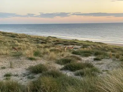 a group of animals walking on the beach at Zwarte Vis in Zandvoort
