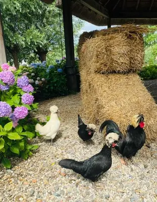 a group of chickens standing next to a pile of hay at De Beijersche Stee , Landhuysje in Stolwijk