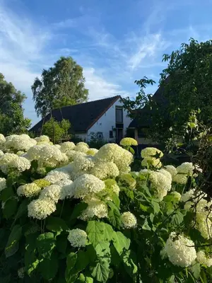 a bunch of white flowers in front of a house at De Beijersche Stee , Landhuysje in Stolwijk