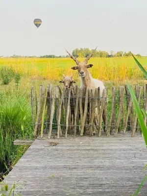 two goats are standing behind a wooden fence at B&B De Beijersche Stee , Logies in de Wagenschuur in Stolwijk
