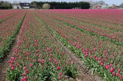 a field of pink tulips in a field at Het Zomerhuis in Egmond-Binnen