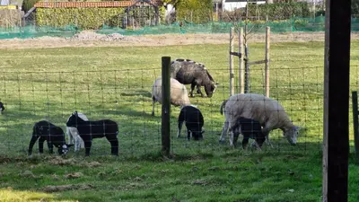 a group of sheep and lambs grazing in a field at Hemmer Hofstede in Hem