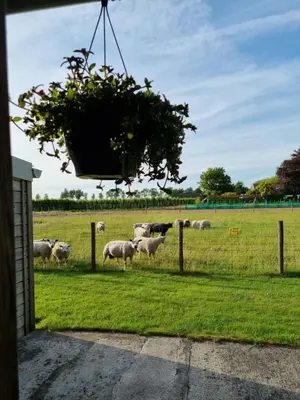 a herd of sheep in a field behind a fence at Hemmer Hofstede in Hem