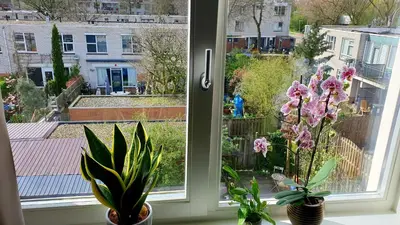 a window with two potted plants on a window sill at Amor Guesthouse in Amsterdam