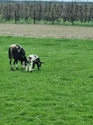 two cows grazing in a field of green grass at Hemmer Hoeve in Hem