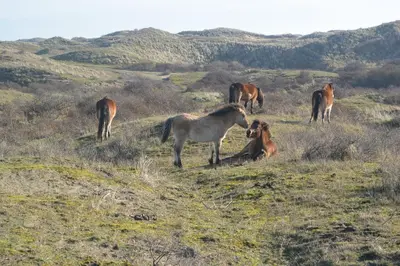 a group of horses grazing in a grassy field at Strandhotel Golfzang in Egmond aan Zee