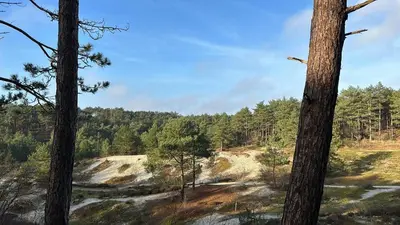 a view of a forest from between two trees at 8atsea Deluxe Dune Villa Schoorl in Schoorl