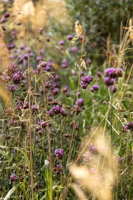 a bunch of purple flowers in a field at 8atsea Deluxe Dune Villa Schoorl in Schoorl