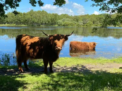 two cows standing in the grass near a lake at Queen Suite Centre Alkmaar in Alkmaar