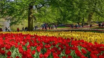 a field of red and yellow tulips in a park at Molecaten Park Noordduinen in Katwijk