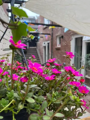 a bunch of pink flowers in front of a building at Appartement van der Zee in Zandvoort