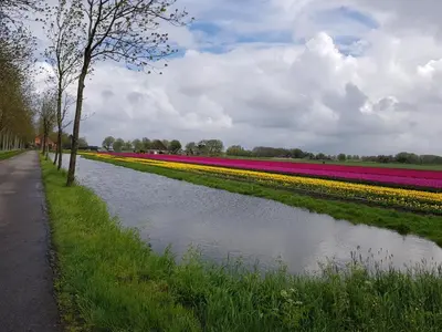 a row of tulips in a field next to a canal at B & B De Tocht in Berkhout