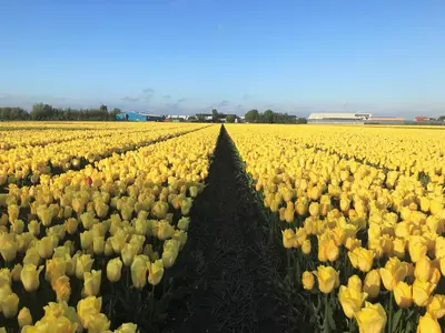 a large field of yellow tulips with a long shadow at Stuga Kodawari in Voorhout