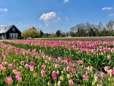 a field of pink tulips in front of a house at Stuga Kodawari in Voorhout