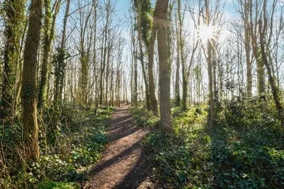 a path in the woods with the sun shining through trees at Sunnybeachhouse aan het bos, tussen zee en meer. in Noordwijkerhout