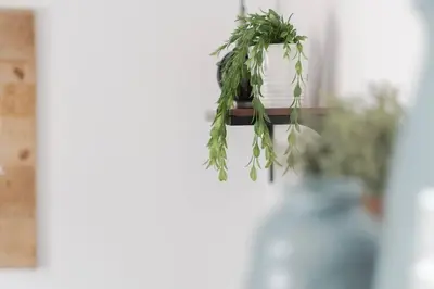 a plant in a pot hanging from a window at Vakantiewoning 't Juttershuis Egmond aan Zee in Egmond aan Zee