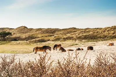 a group of horses standing in a field at Vakantiewoning 't Juttershuis Egmond aan Zee in Egmond aan Zee