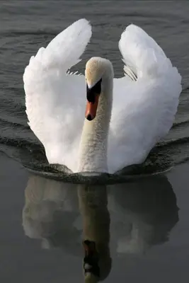 a white swan swimming in the water at Amberdi Apartment Amsterdam Schiphol Airport in Hoofddorp