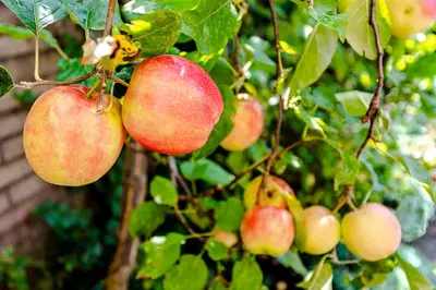 a bunch of apples hanging from a tree at B&B De Ranck in Haarlem