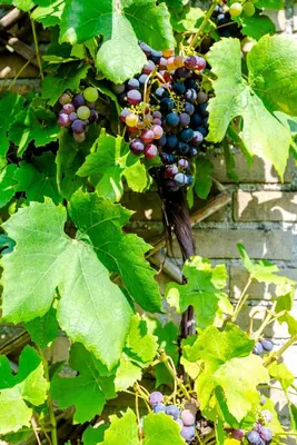 a bunch of grapes growing on a vine at B&B De Ranck in Haarlem