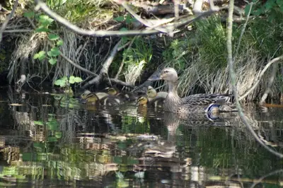 a group of ducks swimming in the water at Hortensia Eiland in Zegveld