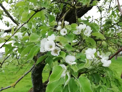 a bunch of white flowers on a tree at De Kaasmakerij - Ruim vakantiehuisje op Huize Blokland in Hem
