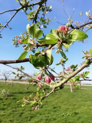 a branch of a tree with pink flowers on it at 't Pekelhuis - Vakantiehuisje op boerderij Huize Blokland in Hem