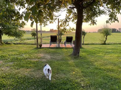 a dog walking in the grass next to a tree at Bed & Breakfast [H]eerlijk! in De Kwakel