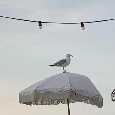 a bird sitting on top of an umbrella at Appartement 't Loft in Zandvoort