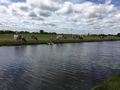 a herd of cows standing on the edge of a body of water at 5 persons Tulpenacker Comfort in Roelofarendsveen