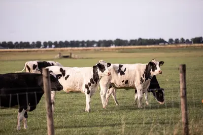 a group of cows standing in a field at de Zuiderstolp in Zuidermeer
