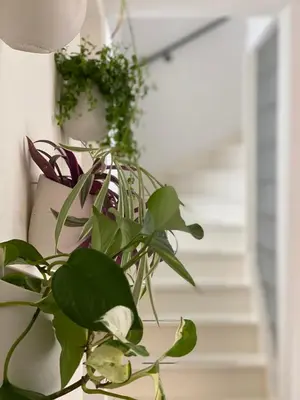 a green plant sitting on the side of a staircase at Romantic Wellness BnB Noordwijk in Noordwijk aan Zee