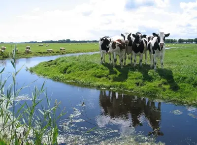 a group of cows standing next to a river at Characteristic two bedroom home in Edam